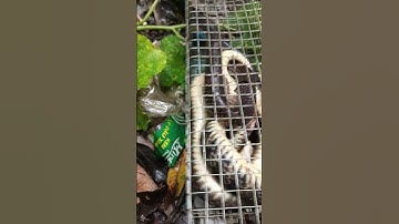 bẫy rắn bằng mồi rắn mối hiệu quả rất cao #shorts