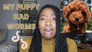 GRAPHIC CONTENT| I Purchased a Red Toy Poodle During Quarantine