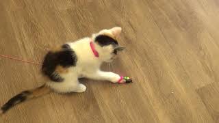 Rose From Catffeinated Being Playful