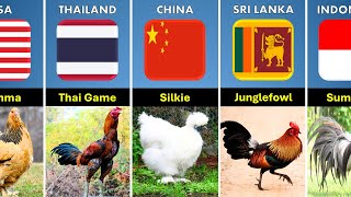 List Chicken Breeds From Different Countries by real data 862 views 2 months ago 4 minutes, 46 seconds