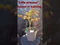 little princess. Acer palmatum, bonsai in training from nursery stock material
