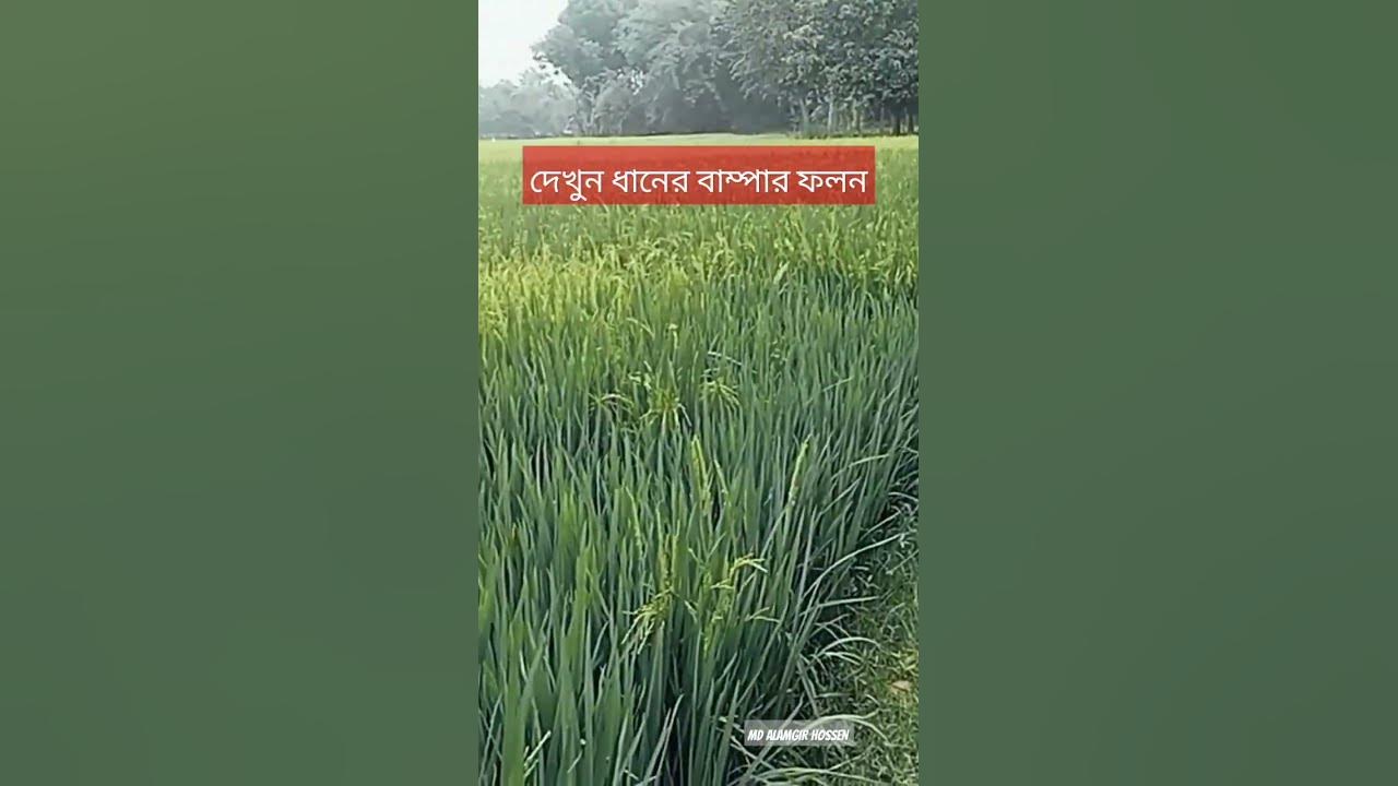 #song #music #rice #trending #trend #trendingsong #viralshort
