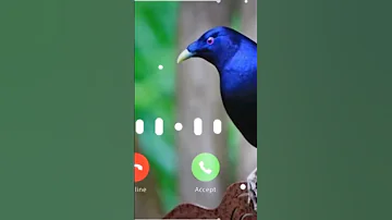 Ringtone Original Bird Asian Koel Morning Alarm Ringtone Koyal Voice Avaj DGB DIGITAL OFFICIAL 