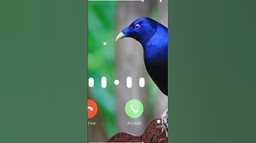 Thumbnail of Ringtone original bird Asian koel morning alarm ringtone koyal voice - avaj DGB DIGITAL OFFICIAL