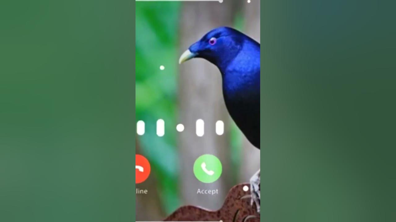 Ringtone original bird Asian koel morning alarm ringtone koyal voice - avaj DGB DIGITAL OFFICIAL
