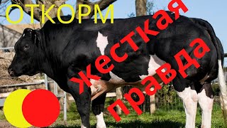 Откорм - жесткая правда| откорм бычков