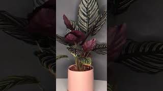 🪴 Calathea Varieties | Prayer Plant Collection 🌿#calathea #indoorplants #houseplants #shorts #viral