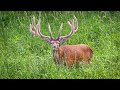 A time of peace and abundance – Jelen lesní/Cervus elaphus/Red deer/Rothirsch/Благородный олень