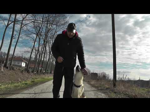 Video: Kako Naučiti Svog Psa Da Stoji