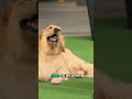 Gain Instant Control The High Leash Trick