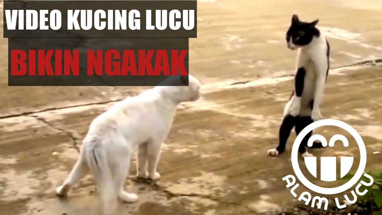 Video Lucu Video Kucing Lucu Terbaru 2019 Youtube