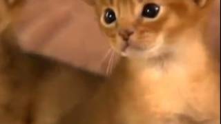 Small red Маленькие рыжие котята Small red Маленькие рыжие котята