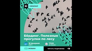 Бёрдинг. Полезные прогулки по лесу