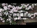 【八ヶ岳南麓60代一人暮らし】#66 美しき薔薇に寄せて/標高1500m森の中の秘密の場所/人生ストーリーは「南麓の小学校に通った話②(保育園児にイジメられる)」/移住暮らし/田舎暮らし/シニアライフ