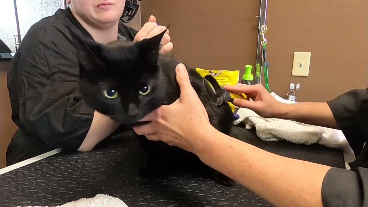 do-cats-have-nipples-cat-grooming-youtube