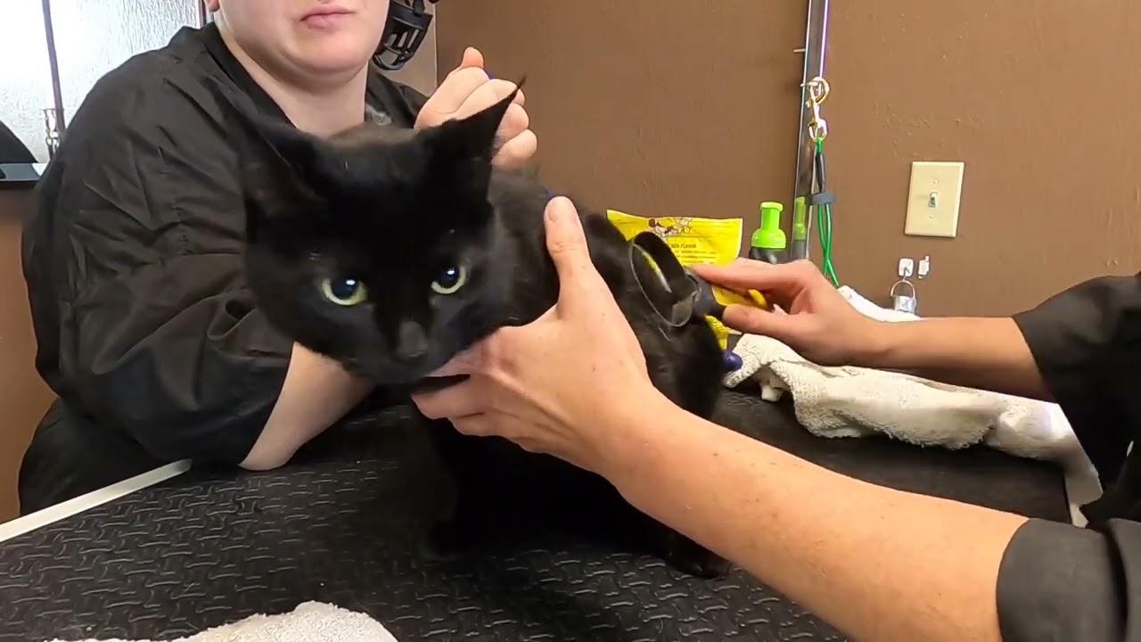 Do Cats Have Nipples Cat Grooming YouTube Do Cats Have Nipples Cat Grooming YouTube
