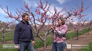 How to Check for Frost Damage in Fruit Trees