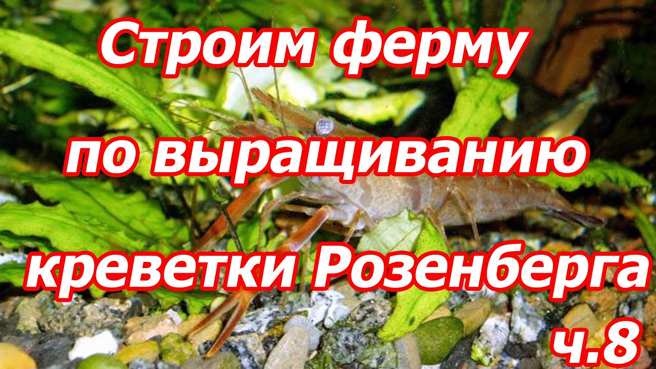 Проект по выращиванию креветок 3 класс Ленобласть накормит Китай северными креветками за 650 млн рублей