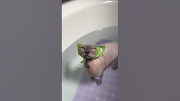 Spaw day for this stinkers 🐾 #sphynx #cats