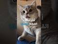 أكثر أسماء القطط انتشارا