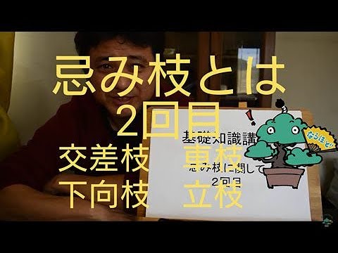 盆栽初心者向け基礎知識 忌み枝 2回目 交差枝 車枝 下向枝 立枝 Youtube