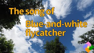 The song of Blue-and-white flycatcher