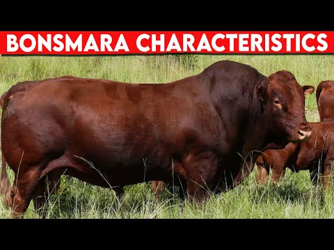 ⭕ BONSMARA CHARACTERISTICS