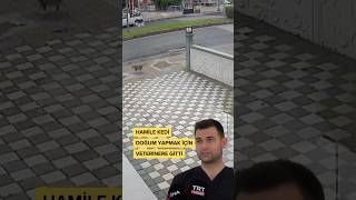 Hamile Kedi Doğum Yapacağını Anlayınca Kendi Kendine Veterinere Geldi