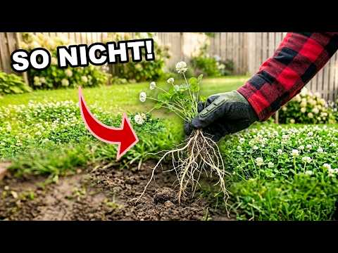 Klee im Rasen? Warum einfaches Rausrupfen ALLES nur noch schlimmer macht!
