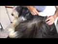 Bearded Collie Gremontree - Vouge & Joseph Grooming