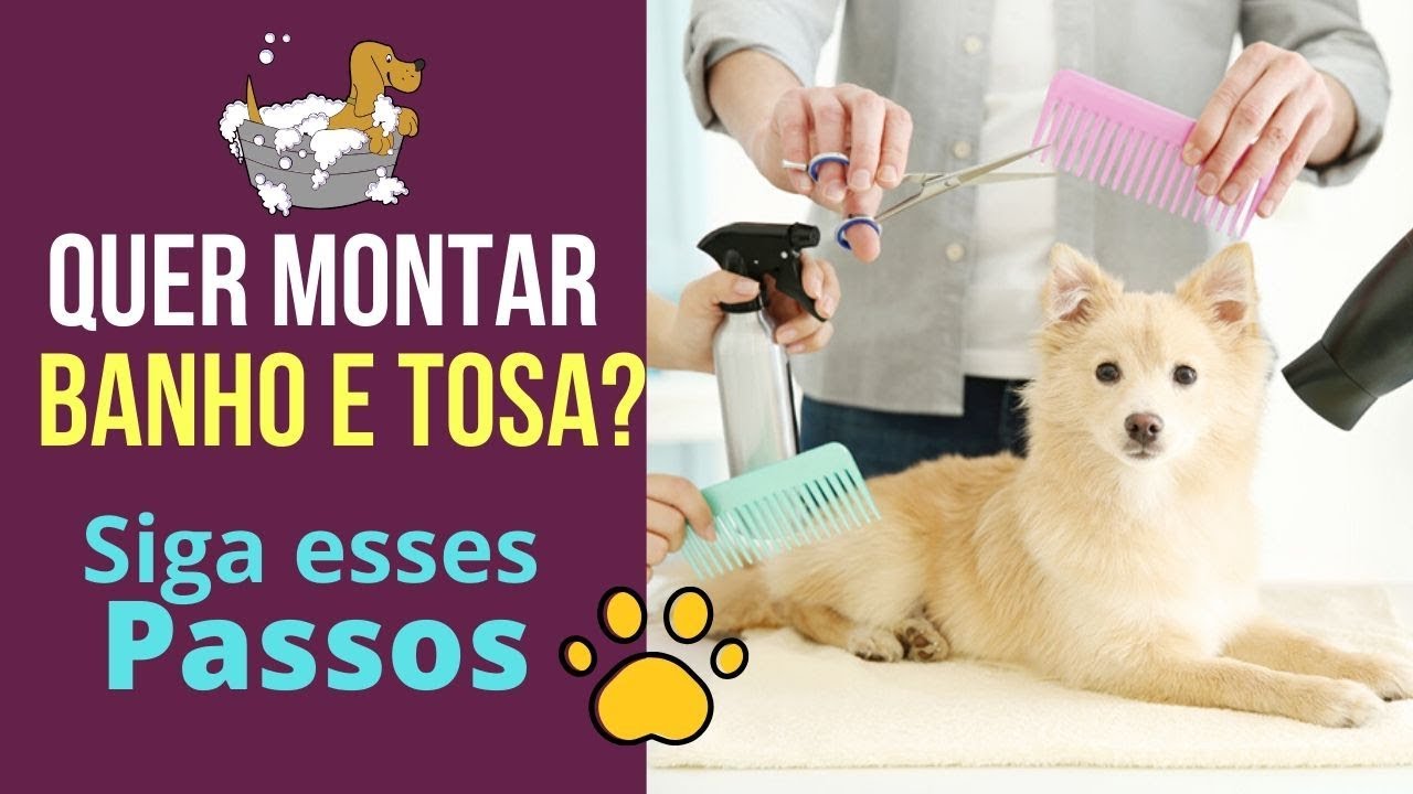 como montar um banho e tosa O que é preciso - YouTube