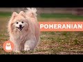 All About the POMERANIAN - Characteristics and Care の動画、YouTube動画。