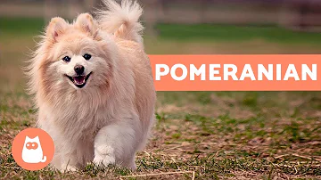Is a Pomeranian a good dog?