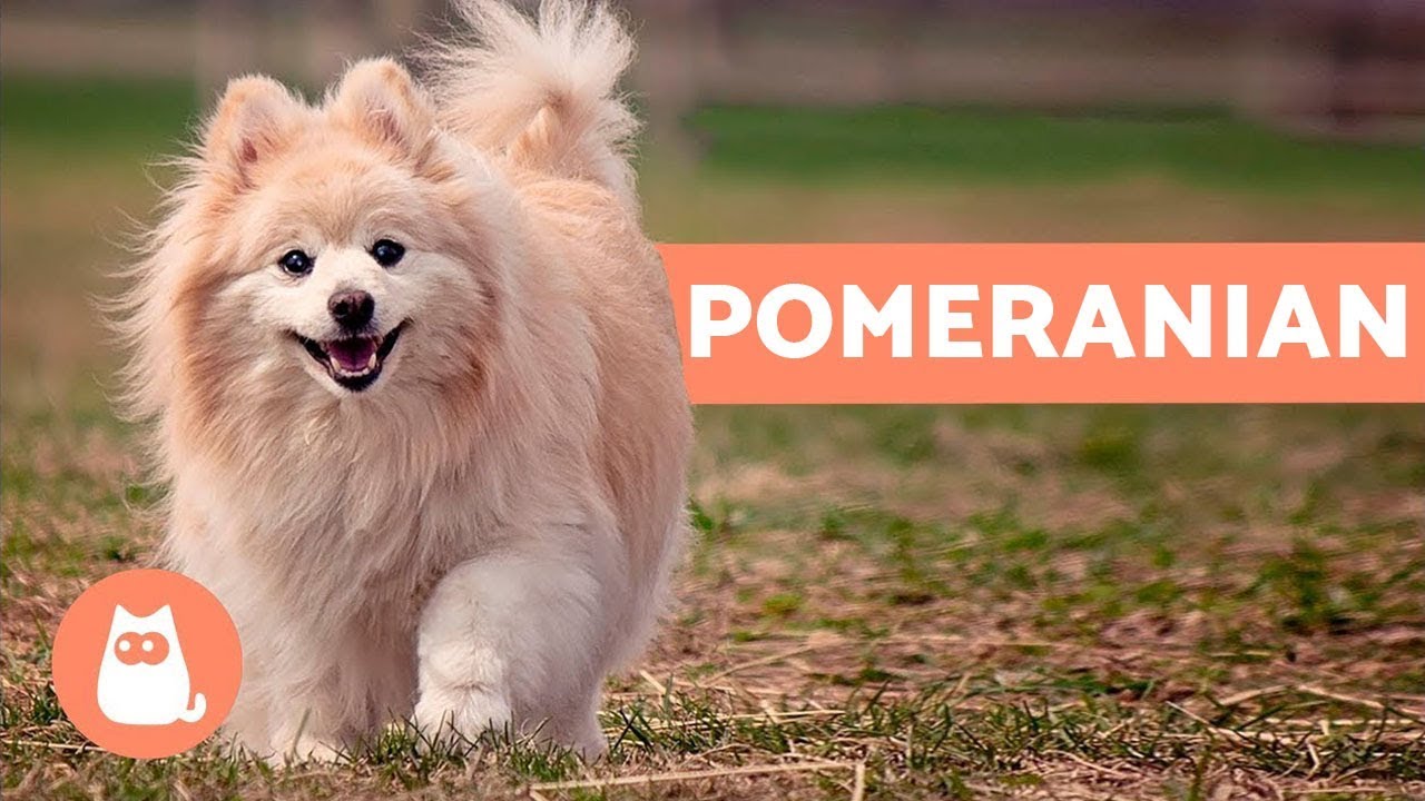 All About The Pomeranian - Characteristics And Care
