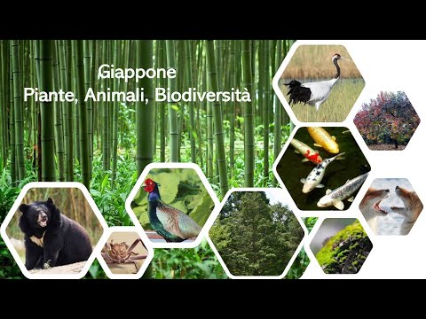 Video: Piante e animali del Giappone