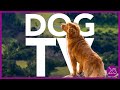 Dog tv  15 hours of the most entertaining for dogs