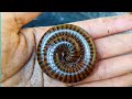 Unbelievable Insect Hunting Moments Near My Home! 😳 Millipedes , Snails, Worms , Red Millipede