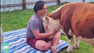 Mini Cow was Outcast but Found Unlikely Family | Cuddle Farm