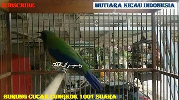 Masteran video 1 jam Cucak Cungkok istimewa gacor tembakan istimewa full isian mewah for Murai C.ijo