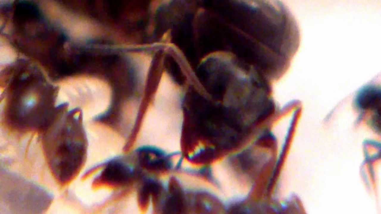 Close up of a black queen ant with workers and brood