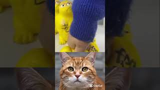 i have no words for video title 😱 👁️ 😎 🤣 #cat #meme #dance #trending #catbombastic