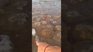 Jellyfish At The Seashore: A Unique Natural Event 🥺