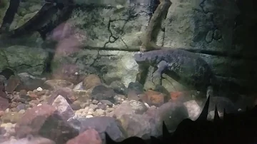 Sharp-Ribbed Newt
