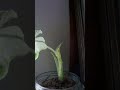 Alocasia Frydek im Zeitraffer! Wunderwelt Pflanzenwachstum