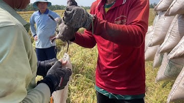 Máy cắt lúa dí cù bắt chuột toàn cống nhum #mientay