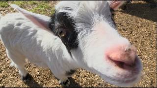 It is Way Too Hot for April and My Goats are Melting