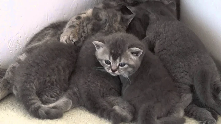 Video 11220731: british shorthair cat, blue spotted tabby, silver spotted tabby, tabby boy, litter, cattery