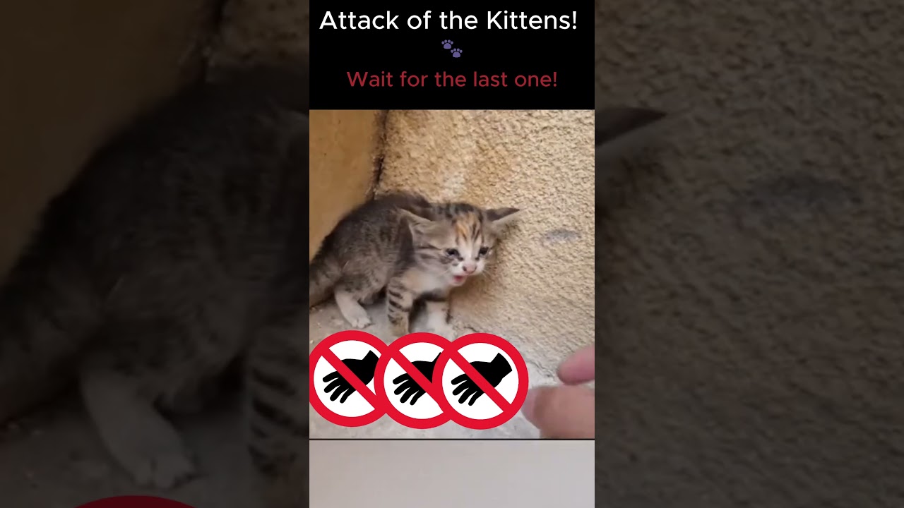 Нападение котят! 🐾 (Так страшно! 🙀)