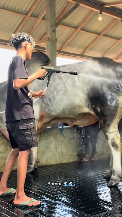 mas iyun cuci sapinya