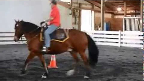 Seattle Mounted Patrol Training Day - Dozer